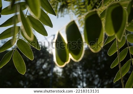 This is a photo of the leaves of the Sumba cherry blossoms or Cassia javanica in the morning. The compound leaves are pinnate even, the leaves are oval in shape.