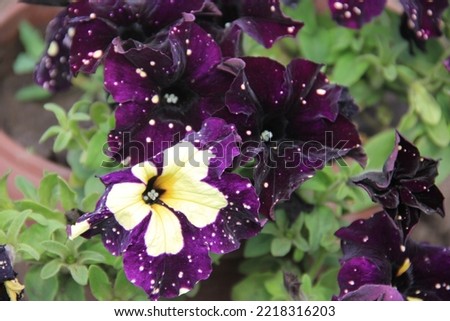 Petunia flowers of different colors growing on the garden club in the park beautifully decorate the landscape