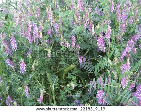 Pictures of hairy vetch in full bloom.