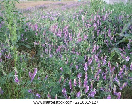 Pictures of hairy vetch in full bloom.