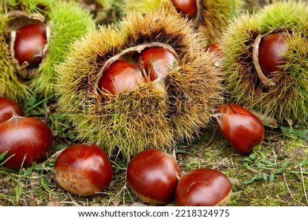 chestnuts in burrs and  dead leaves Royalty-Free Stock Photo #2218324975