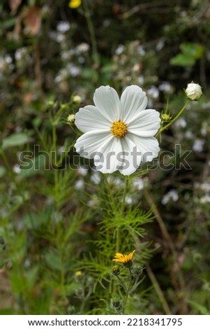 A Mirasol flower or cosmos bipinnatus of white color in the field