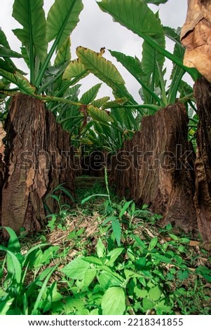 Giant Taro, Alocasia Indica a plant that grows in the wet tropics