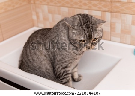 The cat sits in a white empty sink in the bathroom.