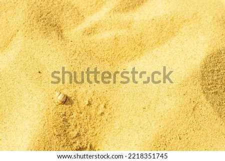 Close-up of a sandy beach with a small shell. Background with sand unevenly swept away by wind and waves into small dunes. Background for a cover or design on the theme of travel.