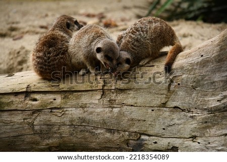 The fighting of the meerkats