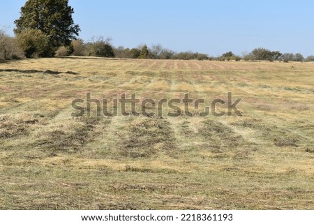 Grass in a rural farm field