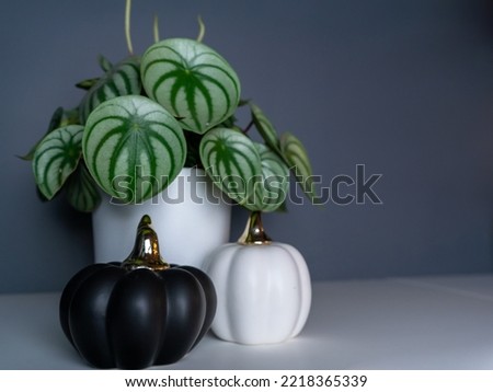 Two black and white pumpkins with white one on the right and black on the left side and money plant watermelon peperomia (Peperomia argyreia). Stylish setting of decorations for halloween party.