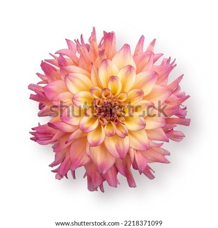 Pink dahlia flower, inflorescence on isolated white background. Isolated flower.