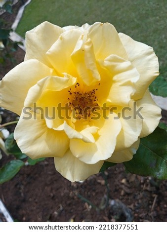 Light yellow color rose flower in the garden, selective focus