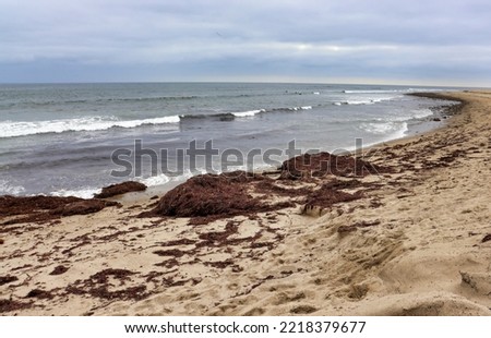 Sargassum seaweed washed up on beach sand.