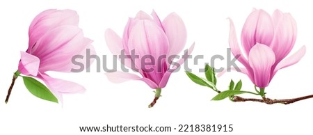 Pink magnolia flower isolated on white background with full depth of field Royalty-Free Stock Photo #2218381915