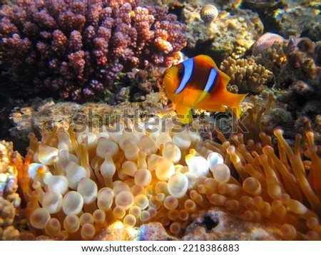 Amphiprion bicinctus or Red Sea clownfish hiding in a coral reef anemone, Sharm El Sheikh, Egypt              