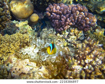 Amphiprion bicinctus or Red Sea clownfish hiding in a coral reef anemone, Sharm El Sheikh, Egypt              