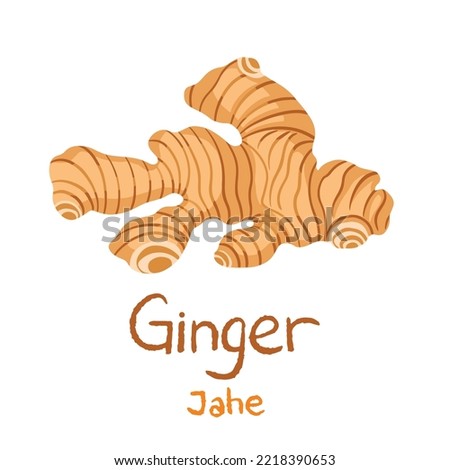 Ginger vector illustration with text and Indonesian text translation. Whole herb plant traditional ingridients for cooking and baking. Warming delicious food to be eaten on winter.