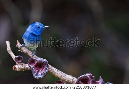 Black-naped Monarch or black-naped blue flycatcher (Hypothymis azurea) is a slim and agile passerine bird belonging to the family of monarch flycatchers found in southern and south-eastern Asia. Royalty-Free Stock Photo #2218391077