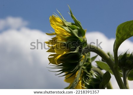 Summer sunflower field with charming sunflower heads