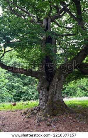 An old gnarled tree, in the trunk of which lightning once struck, in the Hutewald Halloh, near Kellerwald-Edersee, Hesse, Germany