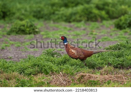 Pheasant male on the field