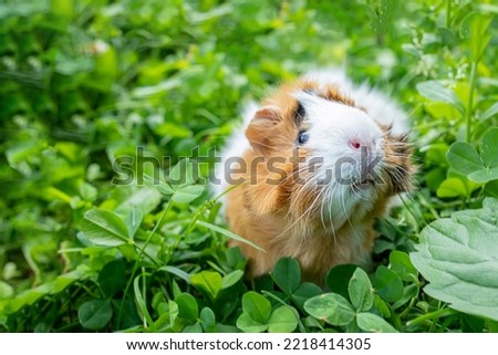 cute adult guinea pig with long hair runs through a meadow with white clover and eats fresh grass in backyard. Walking with pets outdoor in summer.