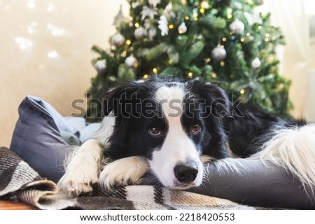Funny portrait of cute puppy dog border collie lying down near Christmas tree at home indoors. Preparation for holiday. Happy Merry Christmas time concept