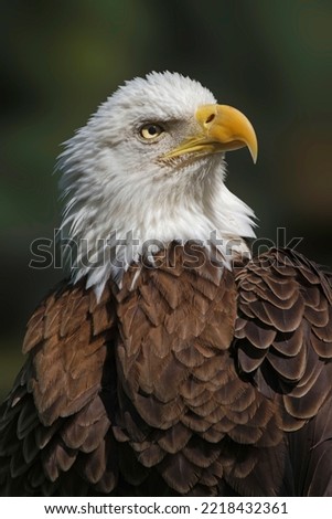 Bald eagle, Florida Stock image.