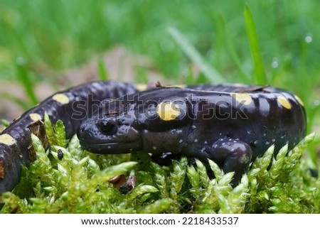 Closeup on an adult male North-American Spotted mole salamander, Ambystoma maculatum sitting on green moss