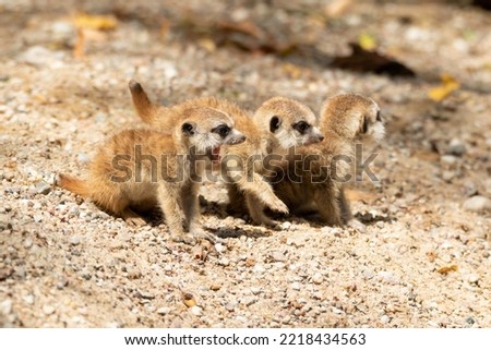 young meerkats are playing in the sand