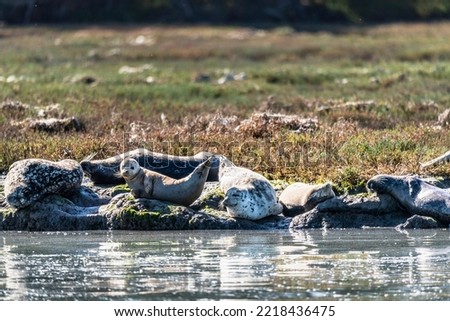Several harbor seals or common seals, sunning and sleeping on the rocks of Elkhorn Slough, California. Royalty-Free Stock Photo #2218436475
