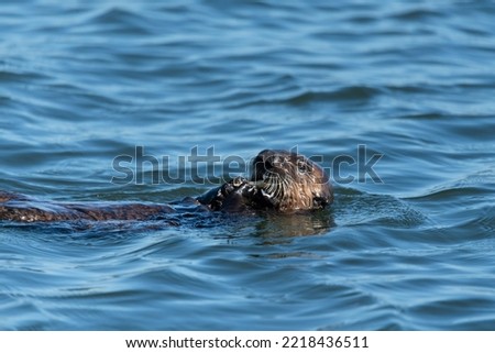 A sea otter floating on her back, holding and eating a crab.