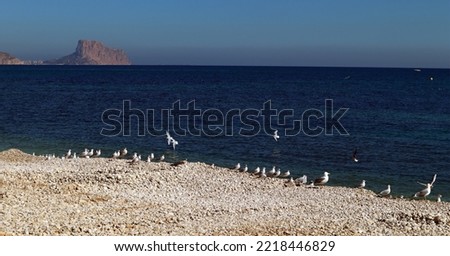 Seagulls on the Mediterranean coast, pebble beach, blue sea, clear water, beautiful seascape, Altea, Spain