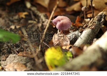 The amethyst fungus or red cabbage fungus from the genus of the dummies.  picture fungus