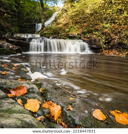 Golden coloured leaves pictured beisde the fast flowing water at Scaleber Force in Scaleber Woods in autumn.