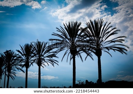 Palm trees silhouettes on sky background