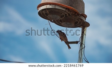 Selected focus photo A sparrow is perching and make nest on parabola with defocused blue sky background