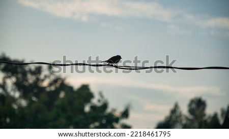 Selected focus photo A sparrow is perching on a cable with defocused blue sky background