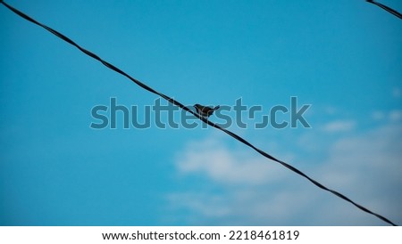 Selected focus photo A sparrow is perching on a cable with defocused blue sky background
