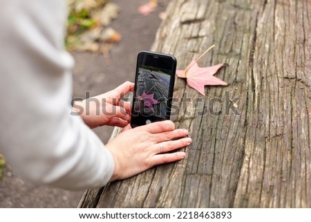 Female hands take a picture on the phone of a fallen autumn red-yellow maple leaf lying on an old wooden table