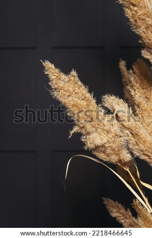 dried flowers in a white flowerpot against a black wall. dried river reeds on a photo zone in a photo studio. texture of dried plant stems in a photo studio