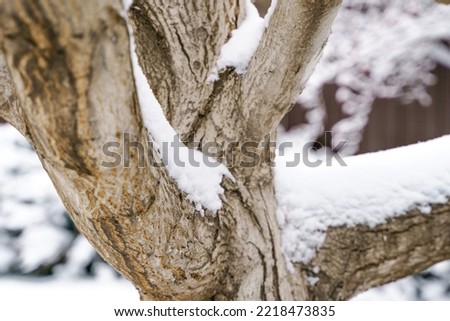 Photo of a walnut tree trunk in winter, in the snow, in the background on the bushes and on the ground there is also snow
