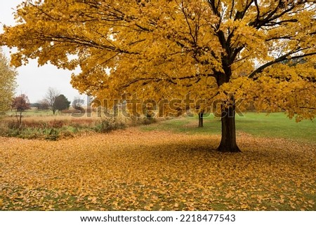 Late autumn colors are on full display in a midwest park showing a mature hardwood maple tree with brilliant golden foliage.