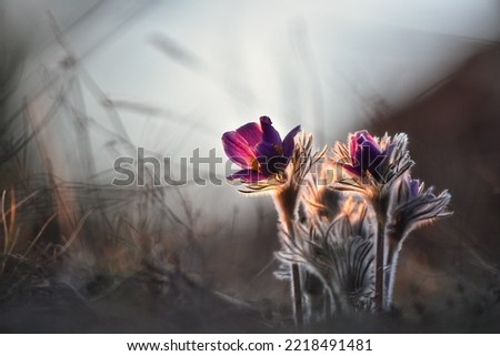 Pasque flower (Pulsatilla Pratensis). Selective focus on group of small, wild purple pasque flower on spring meadow at the sunset. Back sunlight and blurry background. Balkan mountain, Bulgaria Royalty-Free Stock Photo #2218491481