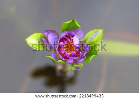 Blooming purple color lotus flower, top view 