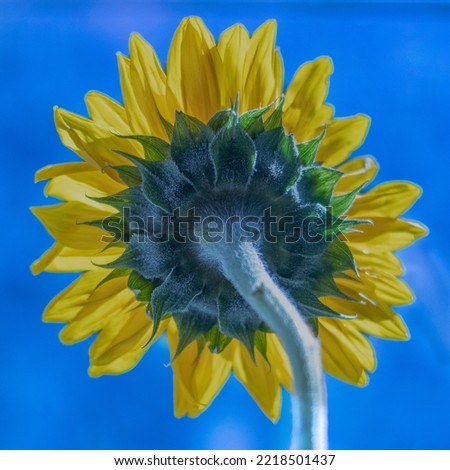 Stylized sunflower pictured from the back of the blossom