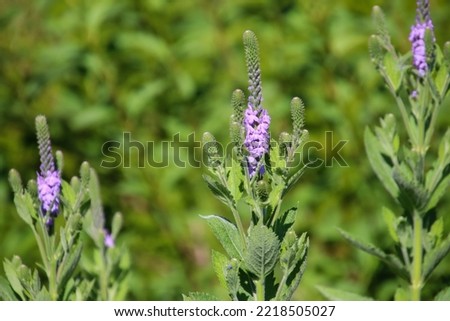 Small lavender flowers blooming on a hoary vervain spike also known as verbena stricta. 