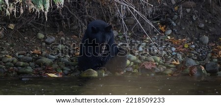 A black bear walks along the shore of a river in Autumn on Vancouver Island, Canada