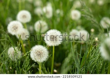 Dandelions in field. Plant in spring. Details of summer nature. Dandelion with fluff. Royalty-Free Stock Photo #2218509521
