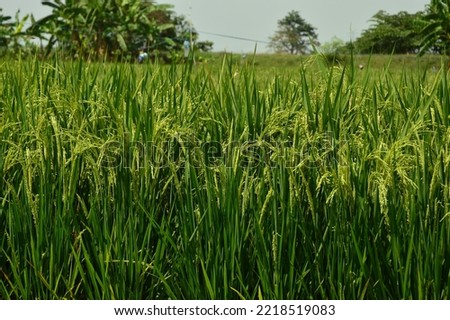 rice field view with rice plants thriving
