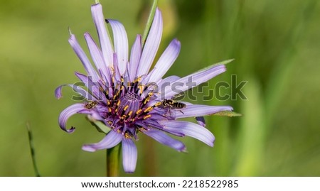 Tragopogon porrifolius (Salsify) has a long edible taproot, native to Europe, has naturalized in most of the continental United States, and grows in the grassland of Travis Air Force Base, Calif., Apr Royalty-Free Stock Photo #2218522985