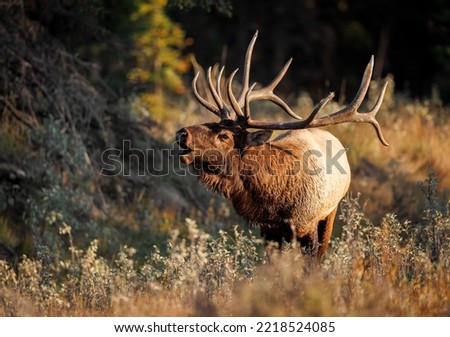 Elk during the rut in the Rocky Mountains  Royalty-Free Stock Photo #2218524085